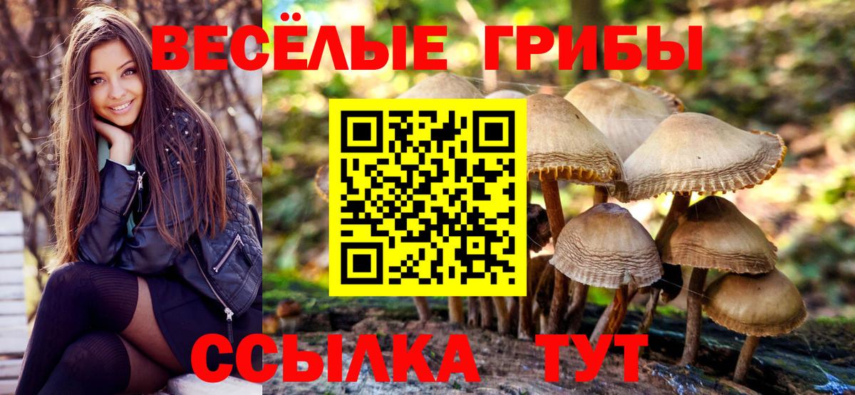 Псилоцибиновые грибы Psilocybe Старая Купавна